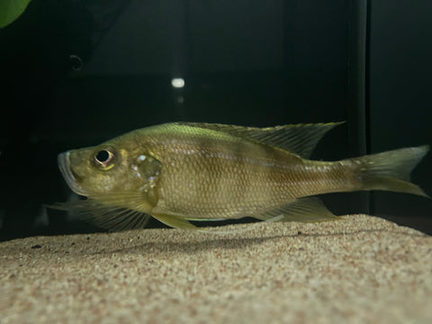 Greenwoodochromis bellcrossi - WYSIWYG (RARE)