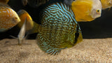 Assorted Discus (Symphysodon sp.) - Medium