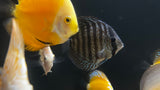 Assorted Discus (Symphysodon sp.) - Medium