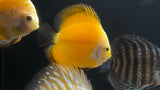 Assorted Discus (Symphysodon sp.) - Medium