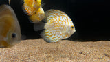 Assorted Discus (Symphysodon sp.) - Medium