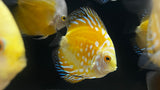 Assorted Discus (Symphysodon sp.) - Medium