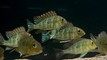 Red Head Tapajos (Geophagus pyrocephalus) - Medium