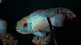 Electric Blue Acara (Andinoacara Pulcher)