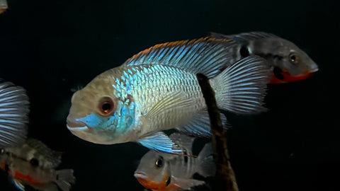 Electric Blue Acara (Andinoacara pulcher) - Large