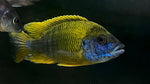 Lwanda Lemon Hybrid Peacock (Aulonocara sp.)