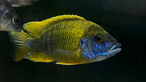 Lwanda Lemon Hybrid Peacock (Aulonocara sp.)