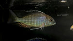 Lethrinops sp.