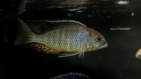 Lethrinops sp.