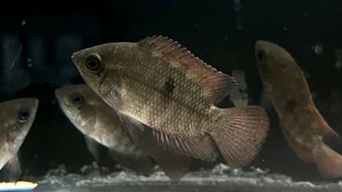 Chocolate Cichlid (Hypselecara temporalis) - Medium
