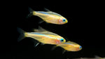 Gold Neon Tetra (Paracheirodon innesi)