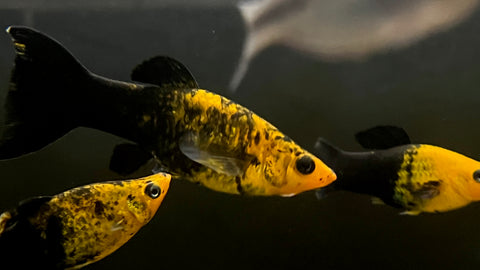 Gold Dust Molly (Poecilia sphenops)