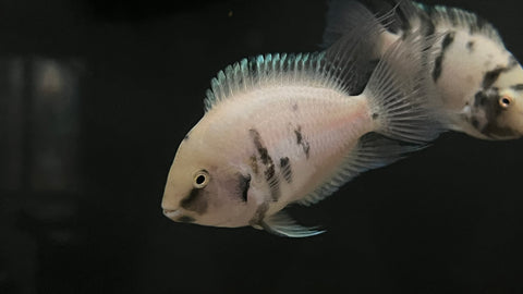 Pink Calico Convict Cichlid (Amatitlania sp.)