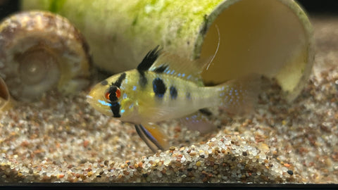 German Blue Ram (Mikrogeophagus ramirezi)