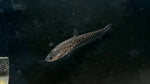 Royal Clown Knifefish (Chitala Blanci) - Small