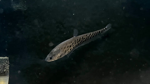Royal Clown Knifefish (Chitala Blanci) - Small