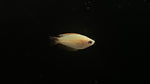 Fire Golden Gourami (Trichogaster lalius)
