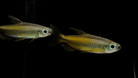 Blue Eyed Golden Congo Tetra (Phenacogrammus Aurantiacus)