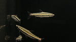Three Stripe Pencilfish (Nannostomus trifasciatus)