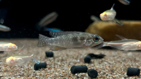 Apistogramma elizabethae - Pair