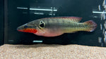 Zebra Pike (Crenicichla zebrina) - Jumbo (WYSIWYG)
