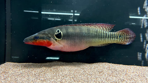 Zebra Pike (Crenicichla zebrina) - Jumbo (WYSIWYG)