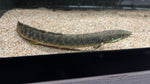 Polli Bichir (Polypterus palmas polli)