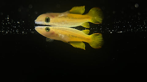 Golden Wonder Killifish (Aplocheilus lineatus)