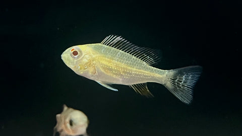Albino Threadfin Acara (Acarichthys heckelii) - Small