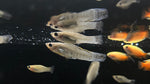 F1 Sailfin Molly (Poecilia sp.)