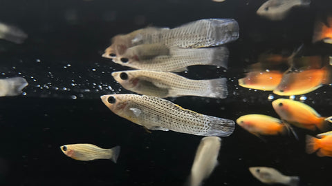 F1 Sailfin Molly (Poecilia sp.)