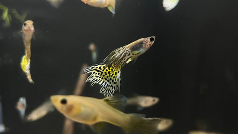 Orange Lace Metalhead Guppy (Poecilia reticulata) - Pair