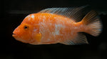 Midas Cichlid (Amphilophus sp.) - High Quality WYSIWYG