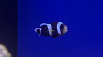 Black Saddle Clownfish (Amphiprion polymnus)