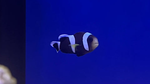 Black Saddle Clownfish (Amphiprion polymnus)