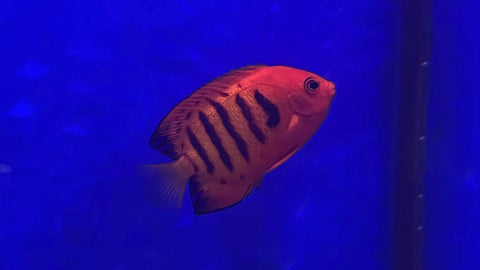 Flame Angelfish (Centropyge loricula)*