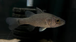 Golden Cardinal Mouth Almighty (Glossamia beauforti)