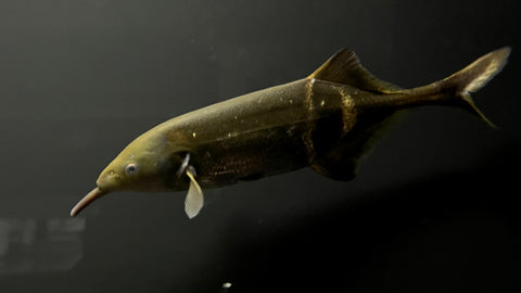 Elephant Nose Fish (Gnathonemus petersii) - Large