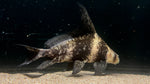 Chinese Hifin Shark (Myxocyprinus asiaticus) - Large