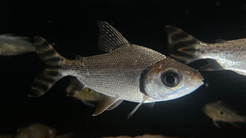 Red Fin Flagtail (Semaprochilodus laticeps)