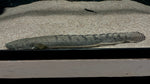 Weeksii Bichir (Polypterus weeksii) - Jumbo (WYSIWYG)