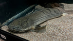 Weeksii Bichir (Polypterus weeksii) - Jumbo (WYSIWYG)
