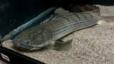 Weeksii Bichir (Polypterus weeksii) - Jumbo (WYSIWYG)