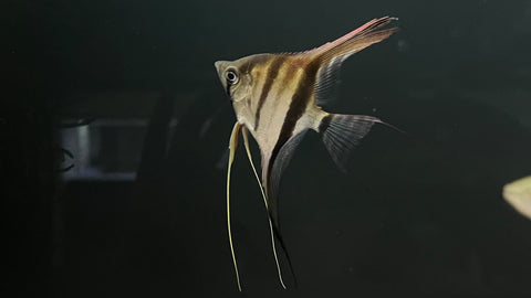 Manacapuru Angelfish (Pterophyllum scalare﻿)