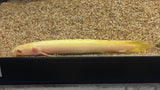 Albino Senegal Bichir (Polypterus senegalus)