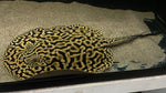 Tiger Pearl Stingray (Potamotrygon jabuti) - Male (WYSIWYG)