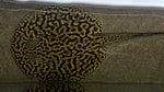 Tiger Pearl Stingray (Potamotrygon jabuti) - Male (WYSIWYG)