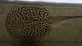 Tiger Pearl Stingray (Potamotrygon jabuti) - Male (WYSIWYG)