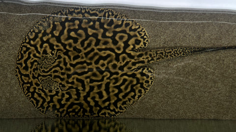 Tiger Pearl Stingray (Potamotrygon jabuti) - Male (WYSIWYG)