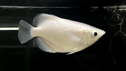 Platinum Archerfish - Large